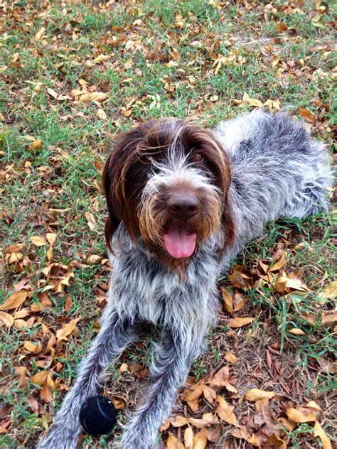 German griffon puppies - Is the Wirehaired Pointing Griffon the right breed for you? Learn more about the Wirehaired Pointing Griffon including personality, history, grooming, pictures, videos, and the AKC breed...